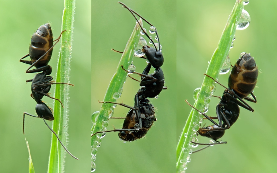 [Professional Photography] 350mm stepless aperture mobile phone telephoto lens can shoot moon ant portraits